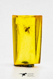 04282 - Well Preserved 0.35 Inch Baltic Amber With An Inclusion Of Fossil Insect (Diptera- Dolichopodidae Fly)