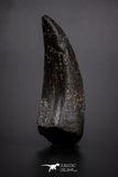 04329 - Nicely Preserved 1.69’’ Tyrannosaurus rex Dinosaur Tooth Hell Creek Fm T-Rex