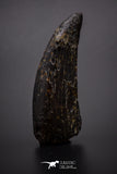 04329 - Nicely Preserved 1.69’’ Tyrannosaurus rex Dinosaur Tooth Hell Creek Fm T-Rex