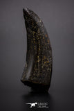 04329 - Nicely Preserved 1.69’’ Tyrannosaurus rex Dinosaur Tooth Hell Creek Fm T-Rex