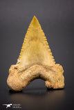 04354 - Strongly Serrated 1.61 Inch Palaeocarcharodon orientalis (Pygmy white Shark) Tooth