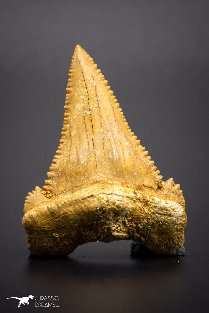 04356 - Strongly Serrated 1.64 Inch Palaeocarcharodon orientalis (Pygmy white Shark) Tooth