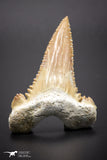 04357 - Strongly Serrated 1.87 Inch Palaeocarcharodon orientalis (Pygmy white Shark) Tooth