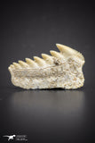 04374 - Beautiful Well Preserved 0.70 Inch Hexanchus microdon Shark Tooth