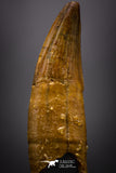 04488 - Top Rare Rooted 1.64 Inch Unidentified "Dog-faced" Crocodile Tooth From KemKem