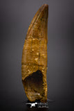 04488 - Top Rare Rooted 1.64 Inch Unidentified "Dog-faced" Crocodile Tooth From KemKem