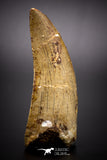 04522 - Finest Quality Serrated 2.37 Inch Carcharodontosaurus Dinosaur Tooth KemKem