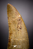04522 - Finest Quality Serrated 2.37 Inch Carcharodontosaurus Dinosaur Tooth KemKem