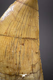 04539 - Finest Quality Serrated 1.84 Inch Carcharodontosaurus Dinosaur Tooth KemKem