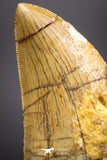 04539 - Finest Quality Serrated 1.84 Inch Carcharodontosaurus Dinosaur Tooth KemKem