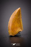 04564 - Top Serrated 0.53 Inch Dromaeosaur Raptor Tooth Cretaceous KemKem