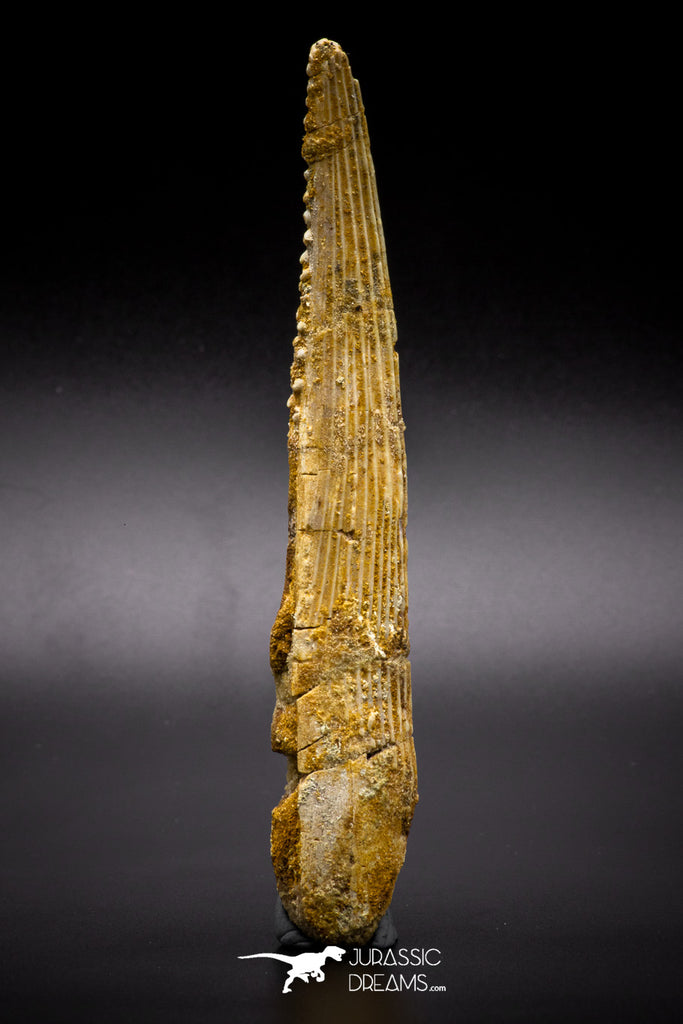 04570 - Top Quality 4.97 Inch Hybodus Shark Dorsal Spine KemKem