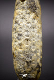 04574 - Top Rare Fossilized Silicified Pine Cone EQUICALASTROBUS Eocene Sahara Desert