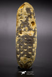 04574 - Top Rare Fossilized Silicified Pine Cone EQUICALASTROBUS Eocene Sahara Desert