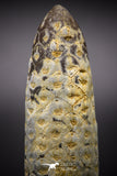 04575 - Top Rare Fossilized Silicified Pine Cone EQUICALASTROBUS Eocene Sahara Desert