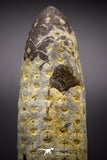 04575 - Top Rare Fossilized Silicified Pine Cone EQUICALASTROBUS Eocene Sahara Desert