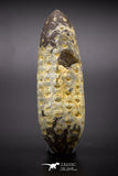 04575 - Top Rare Fossilized Silicified Pine Cone EQUICALASTROBUS Eocene Sahara Desert
