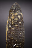 04576 - Top Rare Fossilized Silicified Pine Cone EQUICALASTROBUS Eocene Sahara Desert