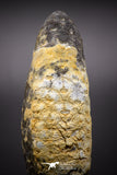 04576 - Top Rare Fossilized Silicified Pine Cone EQUICALASTROBUS Eocene Sahara Desert