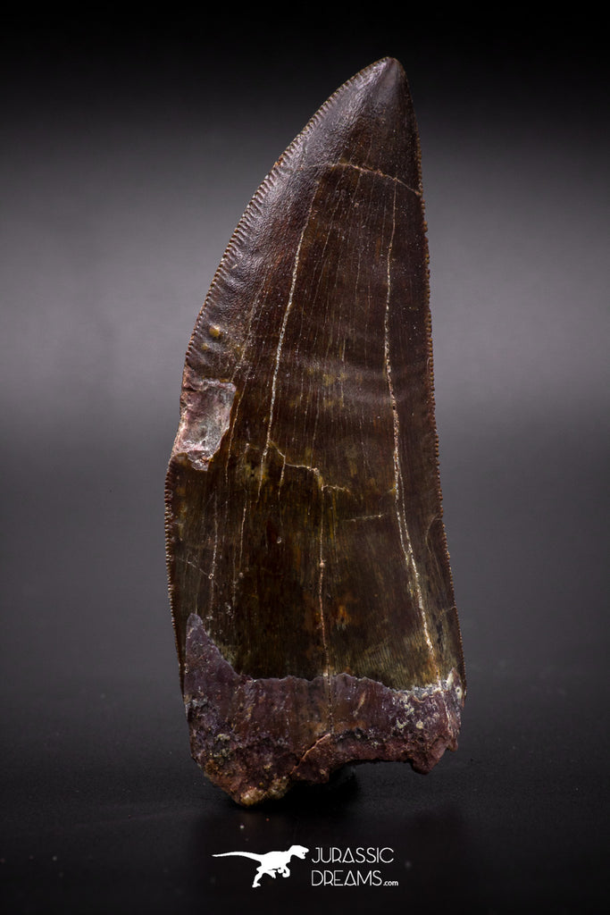 04594 - Finest Quality Serrated 3.07 Inch Carcharodontosaurus Dinosaur Tooth KemKem