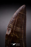 04594 - Finest Quality Serrated 3.07 Inch Carcharodontosaurus Dinosaur Tooth KemKem