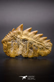 04612 - Top Huge 1.94 Inch Notidanodon loozi (Cow Shark) Tooth