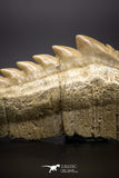 04613 - Top Huge 1.95 Inch Notidanodon loozi (Cow Shark) Tooth