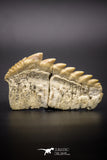 04613 - Top Huge 1.95 Inch Notidanodon loozi (Cow Shark) Tooth