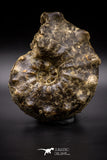 04618 -  Well Preserved 4.86 Inch Mammites nodosoides (Ammonite) Cretaceous