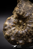 04618 -  Well Preserved 4.86 Inch Mammites nodosoides (Ammonite) Cretaceous