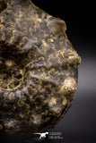 04618 -  Well Preserved 4.86 Inch Mammites nodosoides (Ammonite) Cretaceous