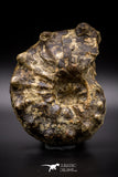 04618 -  Well Preserved 4.86 Inch Mammites nodosoides (Ammonite) Cretaceous