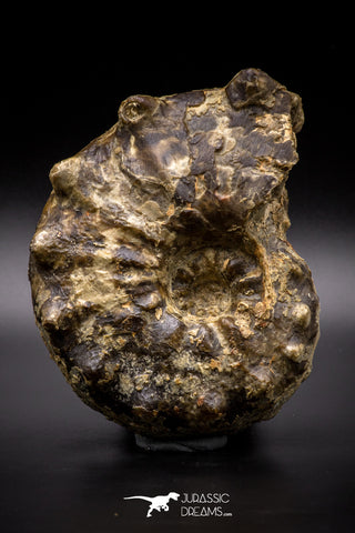 04618 -  Well Preserved 4.86 Inch Mammites nodosoides (Ammonite) Cretaceous