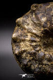 04618 -  Well Preserved 4.86 Inch Mammites nodosoides (Ammonite) Cretaceous