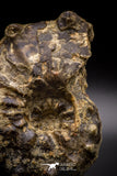 04618 -  Well Preserved 4.86 Inch Mammites nodosoides (Ammonite) Cretaceous