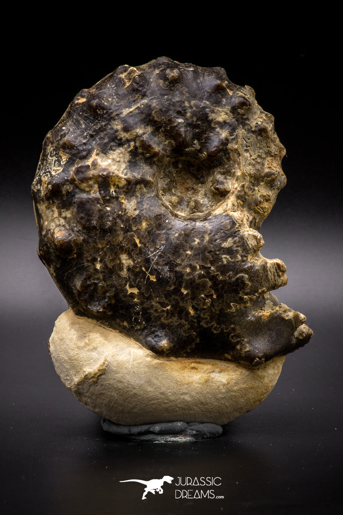 04619 -  Well Preserved 5.23 Inch Mammites nodosoides (Ammonite) Cretaceous