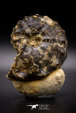 04619 -  Well Preserved 5.23 Inch Mammites nodosoides (Ammonite) Cretaceous