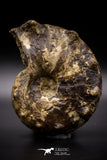 04620 -  Well Preserved 5.37 Inch Mammites nodosoides (Ammonite) Cretaceous