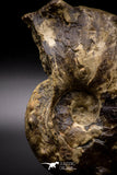 04620 -  Well Preserved 5.37 Inch Mammites nodosoides (Ammonite) Cretaceous
