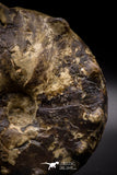 04620 -  Well Preserved 5.37 Inch Mammites nodosoides (Ammonite) Cretaceous