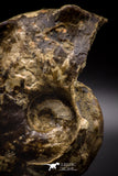 04620 -  Well Preserved 5.37 Inch Mammites nodosoides (Ammonite) Cretaceous