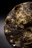 04620 -  Well Preserved 5.37 Inch Mammites nodosoides (Ammonite) Cretaceous