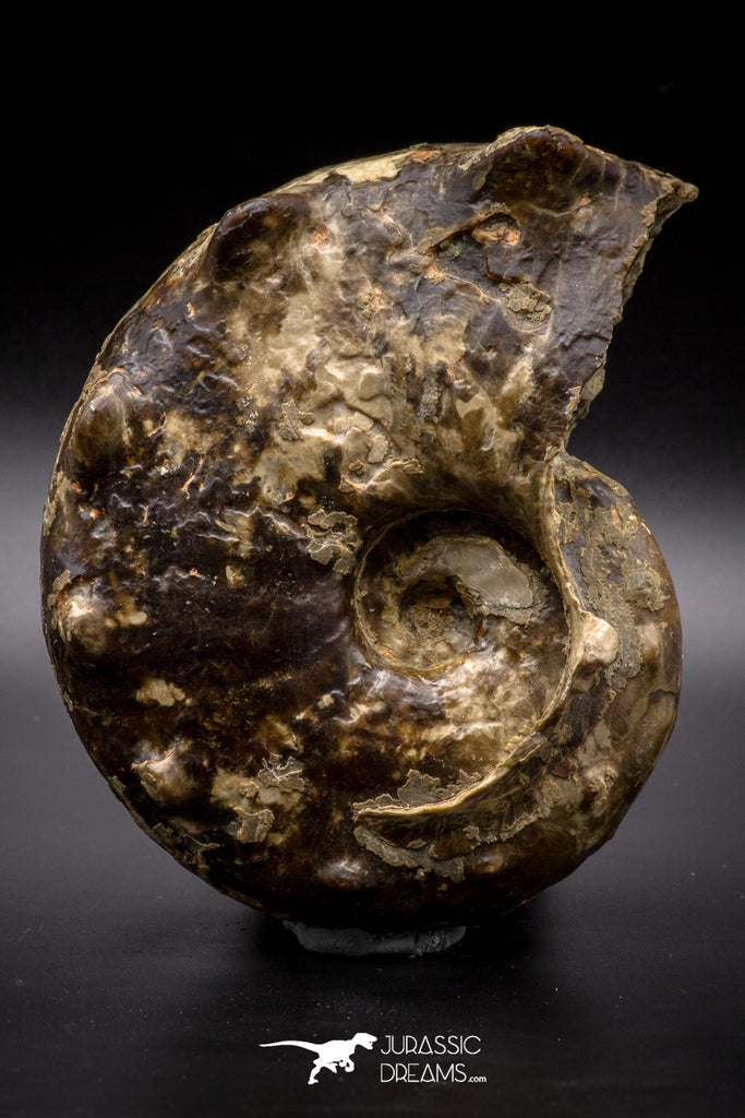 04620 -  Well Preserved 5.37 Inch Mammites nodosoides (Ammonite) Cretaceous