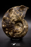 04620 -  Well Preserved 5.37 Inch Mammites nodosoides (Ammonite) Cretaceous