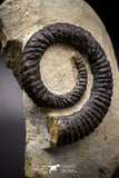 04622 - Top Beautiful 4.56 Inch ANETOCERAS (Ammonite) Devonian