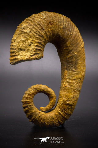 04625 - 3.40 Inch Beautiful Heteromorph Ammonites ANCYLOCERAS Upper Cretaceous