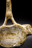 04633 - Top Beautiful 5.38 Inch Elasmosaur (Zarafasaura oceanis) Vertebra