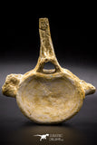 04633 - Top Beautiful 5.38 Inch Elasmosaur (Zarafasaura oceanis) Vertebra