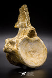 04633 - Top Beautiful 5.38 Inch Elasmosaur (Zarafasaura oceanis) Vertebra