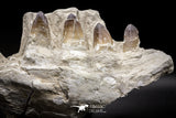 04639 - Top Quality 15.04 Inch Prognathodon currii (Mosasaur) Partial Left Hemi-Jaw Bone
